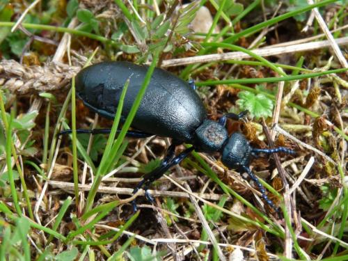 Meloe sp.