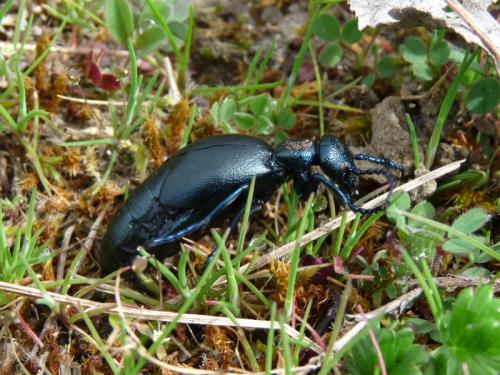 Meloe proscarabaeus