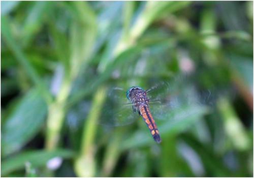 Réf. 137 064 : Micrathyria atra