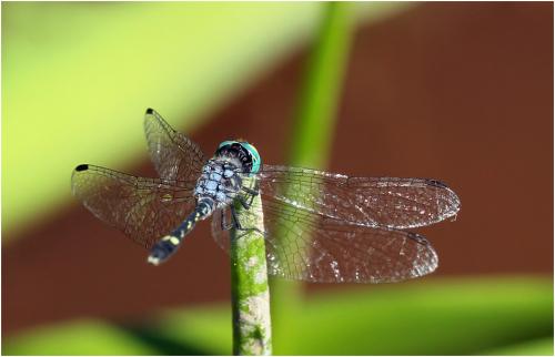 Micrathyria hesperis