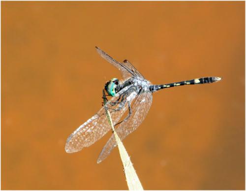 Micrathyria hesperis