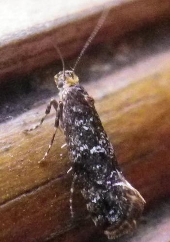 Acrolepia autumnitella