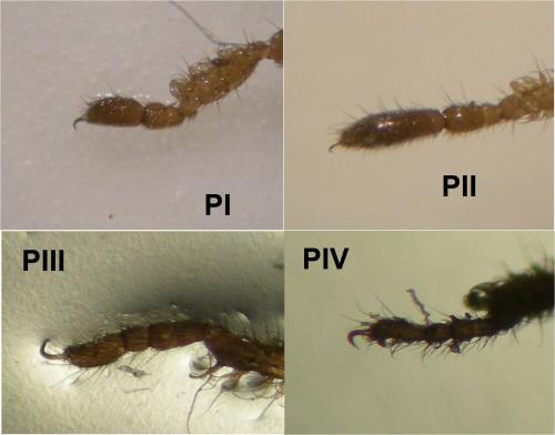 Anelasmocephalus cambridgei