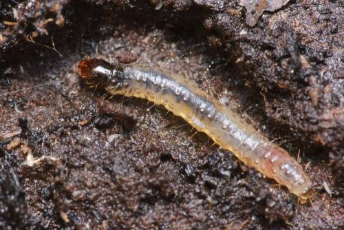 Opogona omoscopa