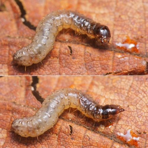 Opogona omoscopa