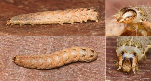 Noctua janthina