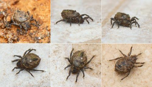 Réf. 137 234 : Platyliodes scaliger