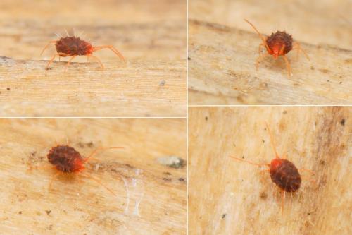 Aplonobia histricina