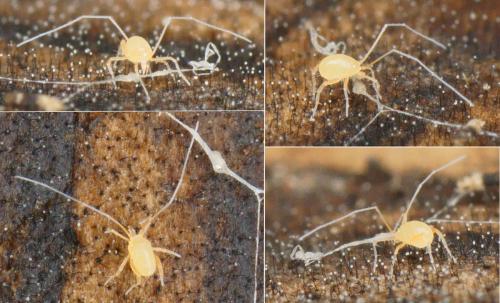 Réf. 137 735 : Linopodes sp.
