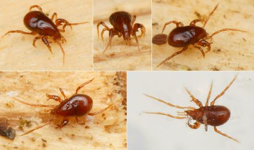 Pergamasus sp.