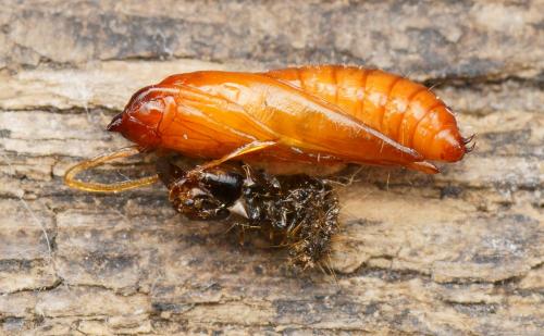 Opogona omoscopa