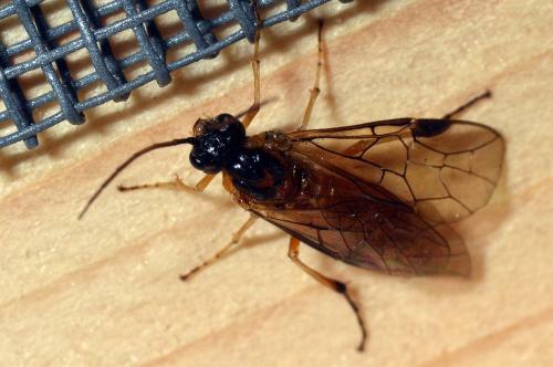 Nematus sp.