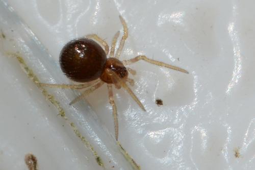 Neottiura bimaculata