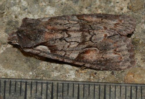 Réf. 137 280 : Lithophane furcifera