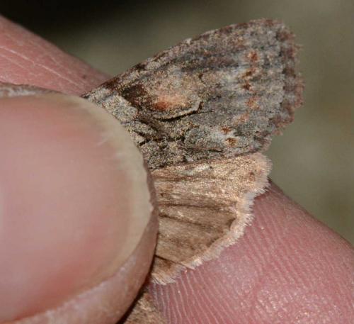 Lithophane furcifera