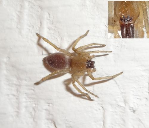 Clubiona sp.