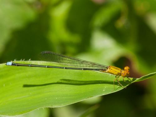 Pseudagrion rubriceps