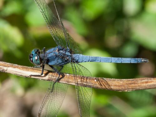 Orthetrum glaucum