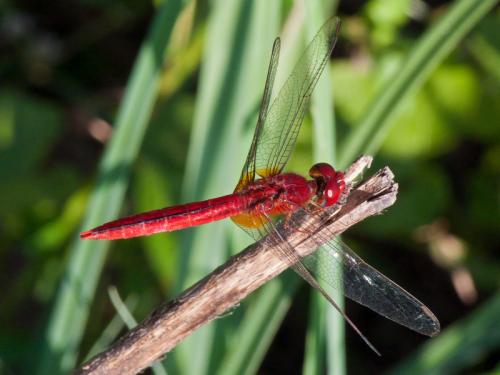 Réf. 137 092 : Crocothemis servilia