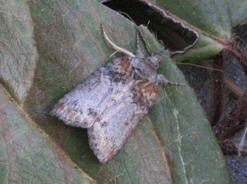 Réf. 137 716 : Nycteola columbana