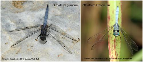 Réf. 137 001 : Orthetrum divers