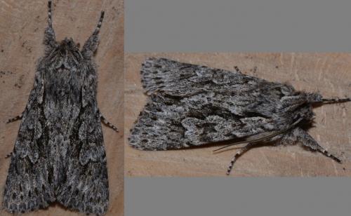 Xylocampa areola