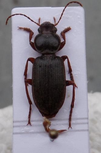 Scybalicus oblongiusculus