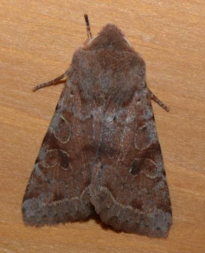 Réf. 137 068 : Orthosia incerta