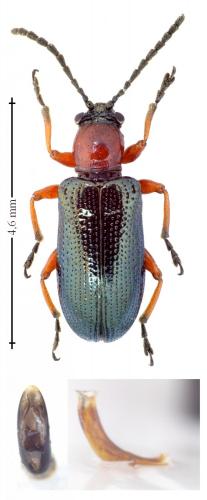 Réf. 137 908 : Oulema melanopus