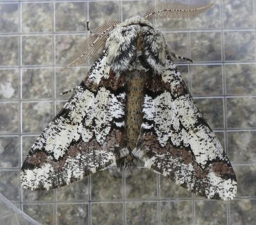 Réf. 137 200 : Biston strataria