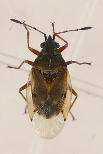 Kleidocerys resedae