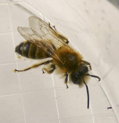 Andrena sp.