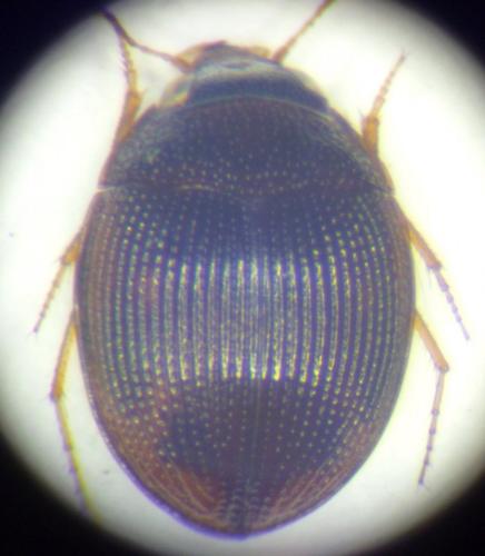 Omophron minutum