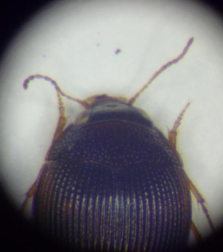 Omophron minutum