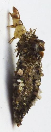 Dahlica sp.