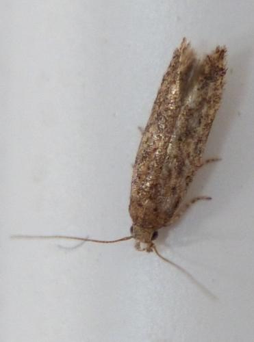 Tuta absoluta