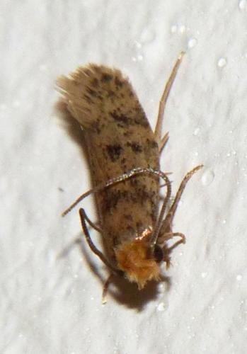 Tinea basifasciella