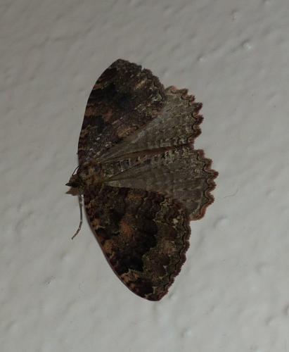 Réf. 137 434 : Triphosa dubitata