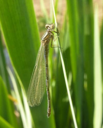 Coenagrion mercuriale