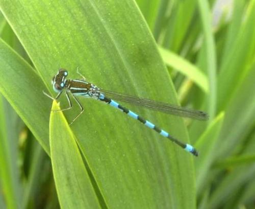 Coenagrion mercuriale