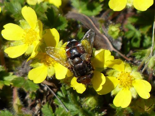 Gonia ornata