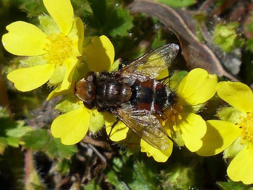 Gonia ornata