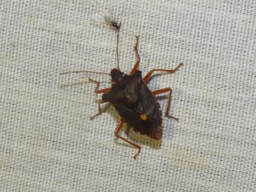 Pentatoma rufipes