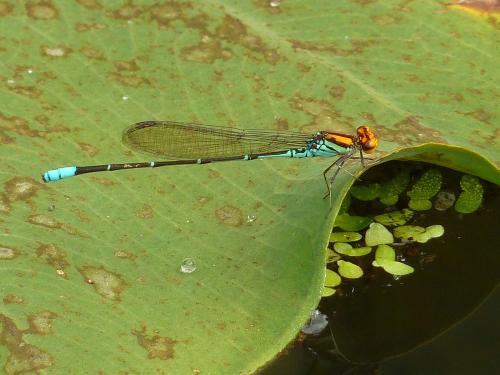 Réf. 137 680 : Pseudagrion punctum