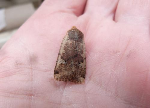 Réf. 137 880 : Conistra erythrocephala