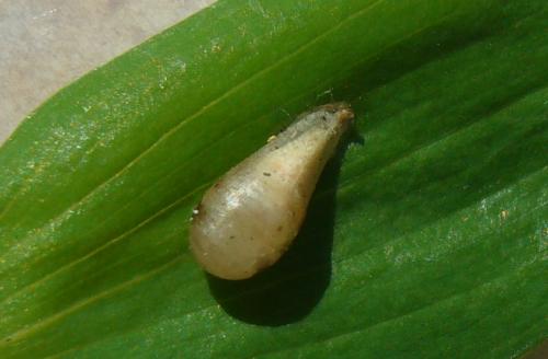 Episyrphus balteatus
