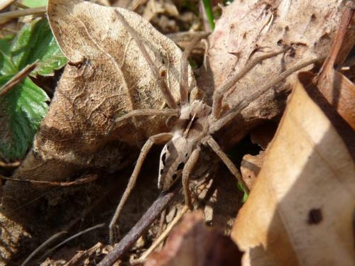 Pisaura mirabilis