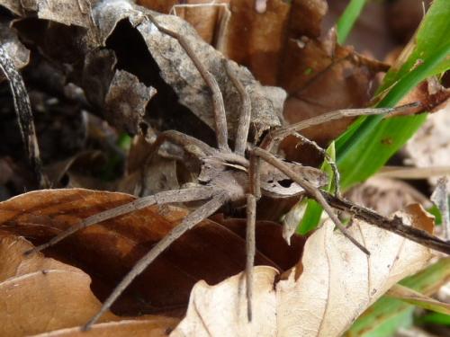 Pisaura mirabilis