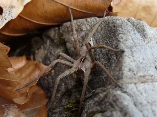 Pisaura mirabilis