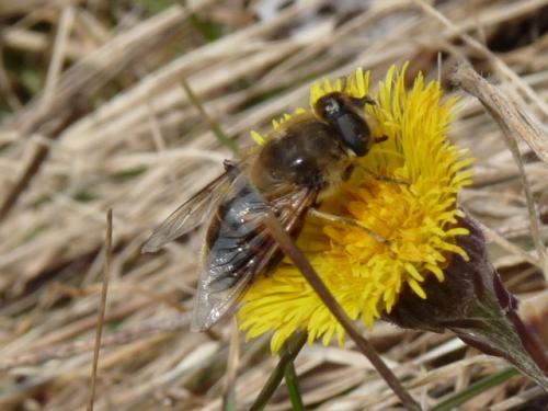 Eristalis tenax